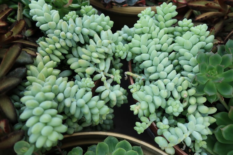 Phoenix Plant Decor