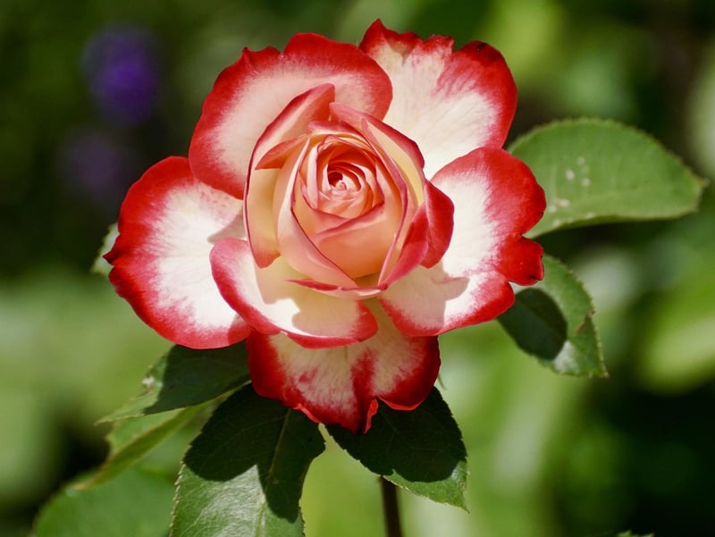 Enchanted Rainbow Rose